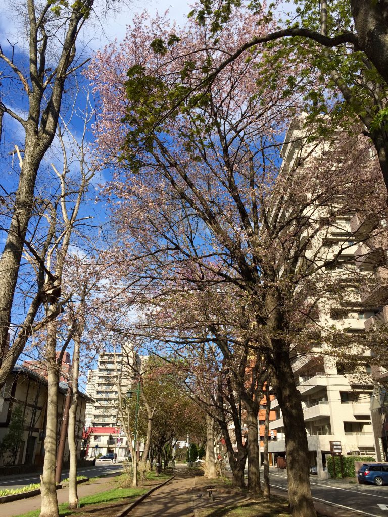 ミニ大通の桜
